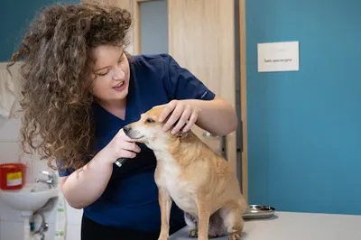 Weterynarz Tarnów - Gabinet Weterynaryjny CYMWET - lek. wet. Agata Wałęga